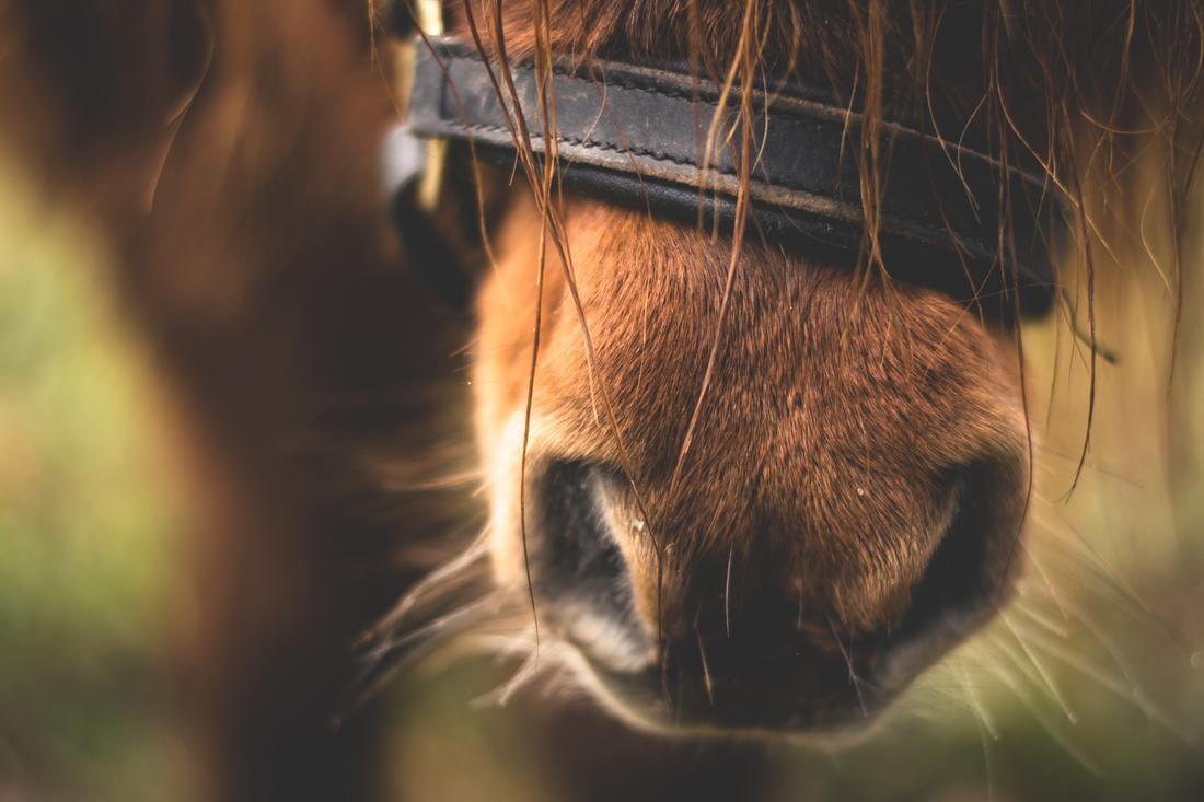 Close up image of horse's nose